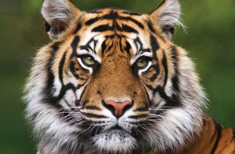 बाघों के रक्षक अब बन के रह गए है वन विभाग के अधिकारियों के रक्षक…