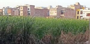 जिम्मेदारों की कमाई बन कर रह गए तालाब संरक्षण अभियान : प्रवीण