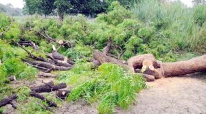 पुलिस की मिलीभगत से काटे नीम के हरे पेड़