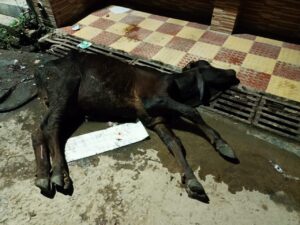 गोवंश की रक्षा और सुरक्षा के प्रति सरकार के आदेशों को पलीता लगा रहे नगर पंचायत सराय अकिल के जिम्मेदार लोग….