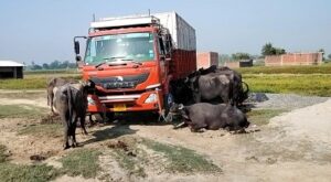 मवेशियों से लदा हुआ ट्रक पुलिस ने पकड़ा