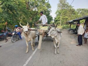 बाघ ने बैल पर किया हमला