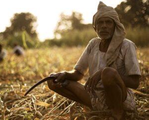 आजमगढ़ में नहरों में नहीं है पानी , सूख रही हैं फसलें …