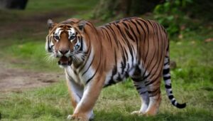 लखनऊ में दिखा बाघ , ट्रैप कैमरे में कैद हुआ बाघ…