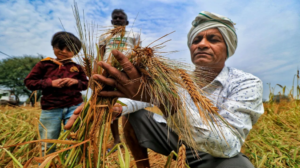 बेमौसम बारिश से आज़मगढ़ के किसान बेहाल, खेतों में भीगी पड़ी फसल