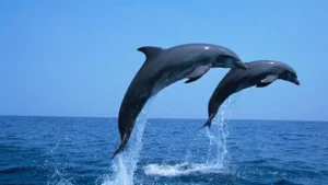 नहर में फंसी 6 डॉल्फिन, लखनऊ वन विभाग की सूझबूझ से मिली नई जिंदगी